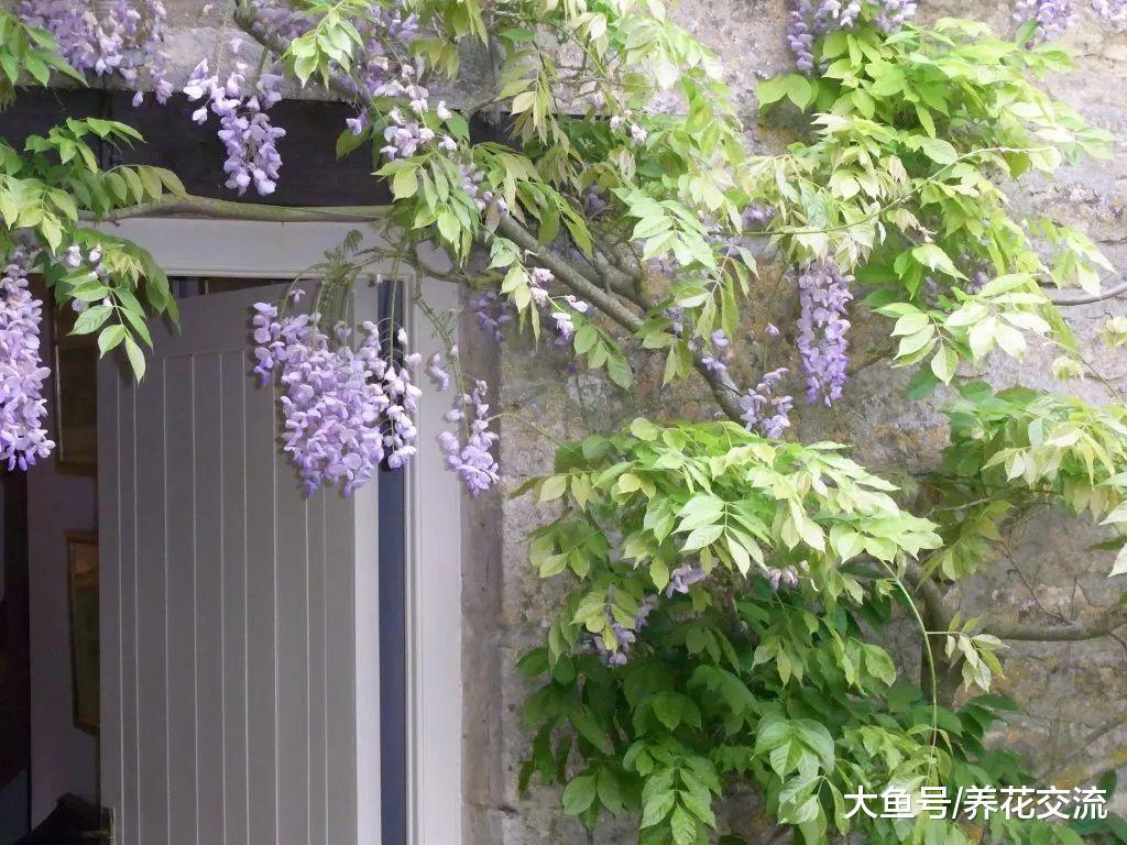 在院子里种出开满整个墙壁的紫藤花, 掌握这些技巧就足够了
