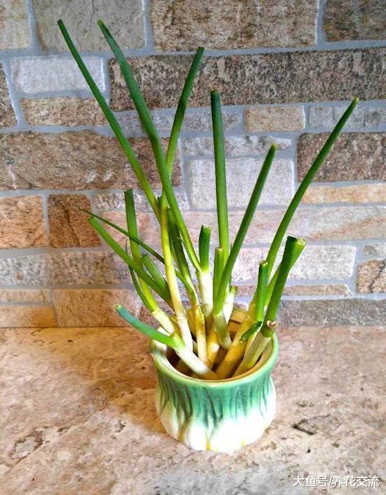 在家里就能轻松养活的15种盆栽蔬菜, 种阳台上比花卉还好看