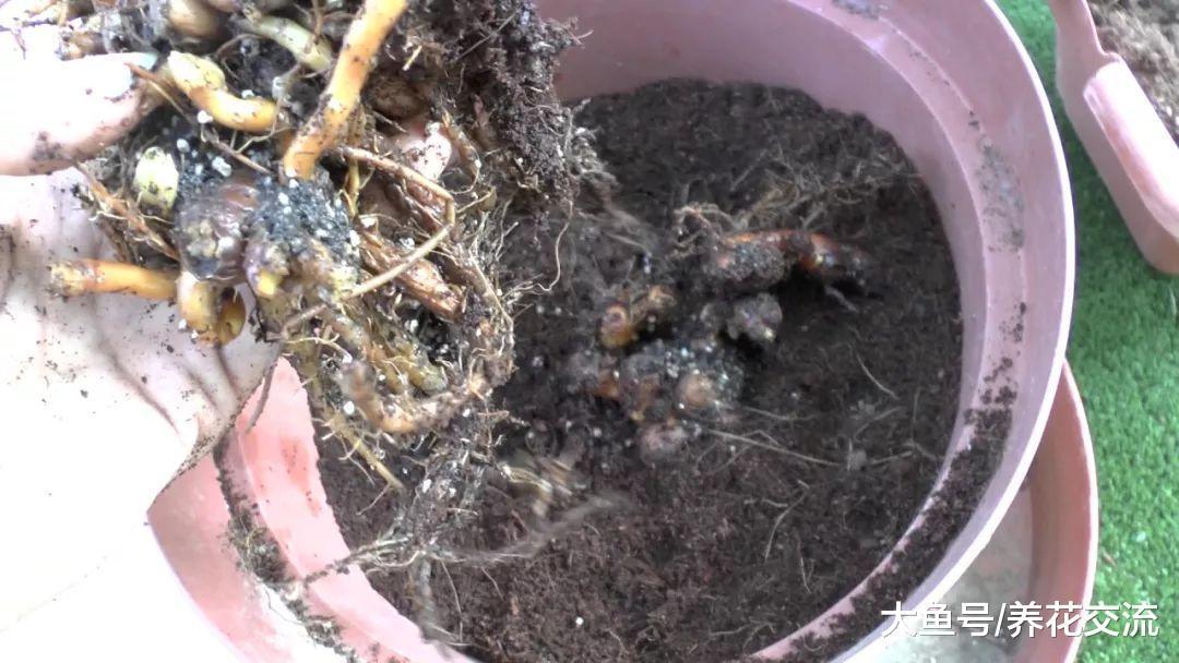 如何在花盆里养好姜黄, 没想到它的花朵这么好看