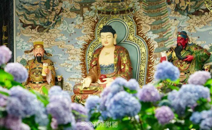 唐僧出家的寺庙, 100个和尚在养花, 闹市中美成仙境!