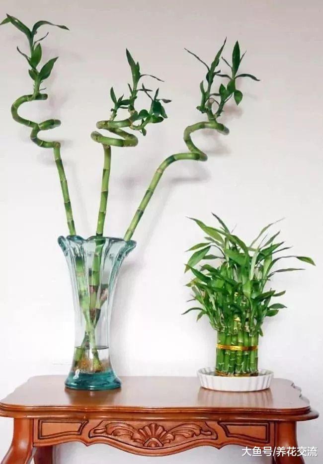 11种能够轻松照顾的低光照室内植物, 园艺新手就该养这些盆栽