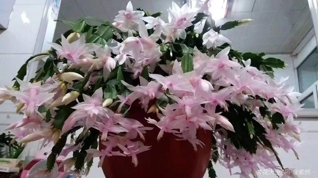 淘米水靠边站, 给花喝口鸡蛋水, 黄叶变绿叶!