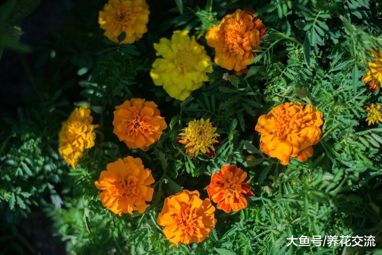 这五种方法能够很好的防治院子里的病虫害