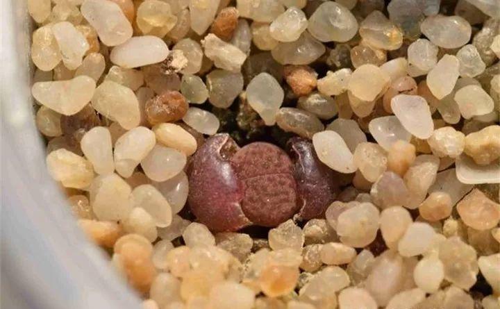 多肉长不好, 没忍住扒了皮, 结果全挂了!