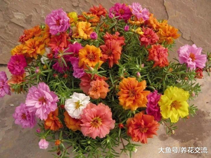 8种适合种在窗台上的精致盆栽开花植物, 养护得当能花开不断