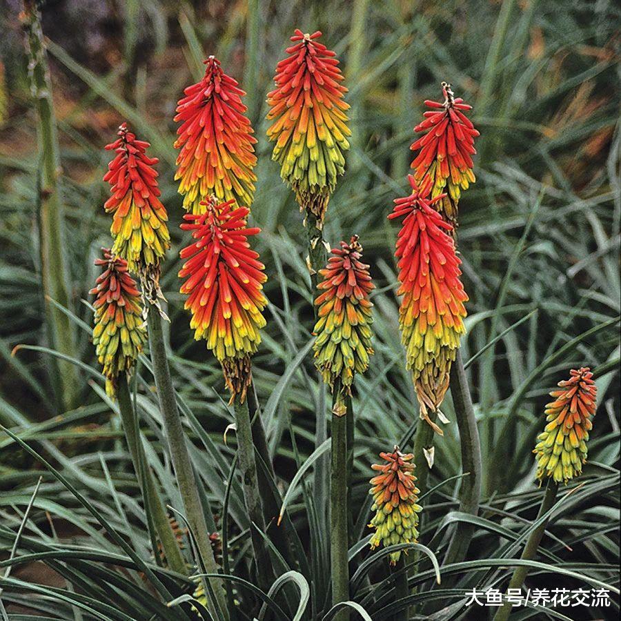 特别耐寒的多年生植物, 北方的朋友也可以将它们养院子里越冬