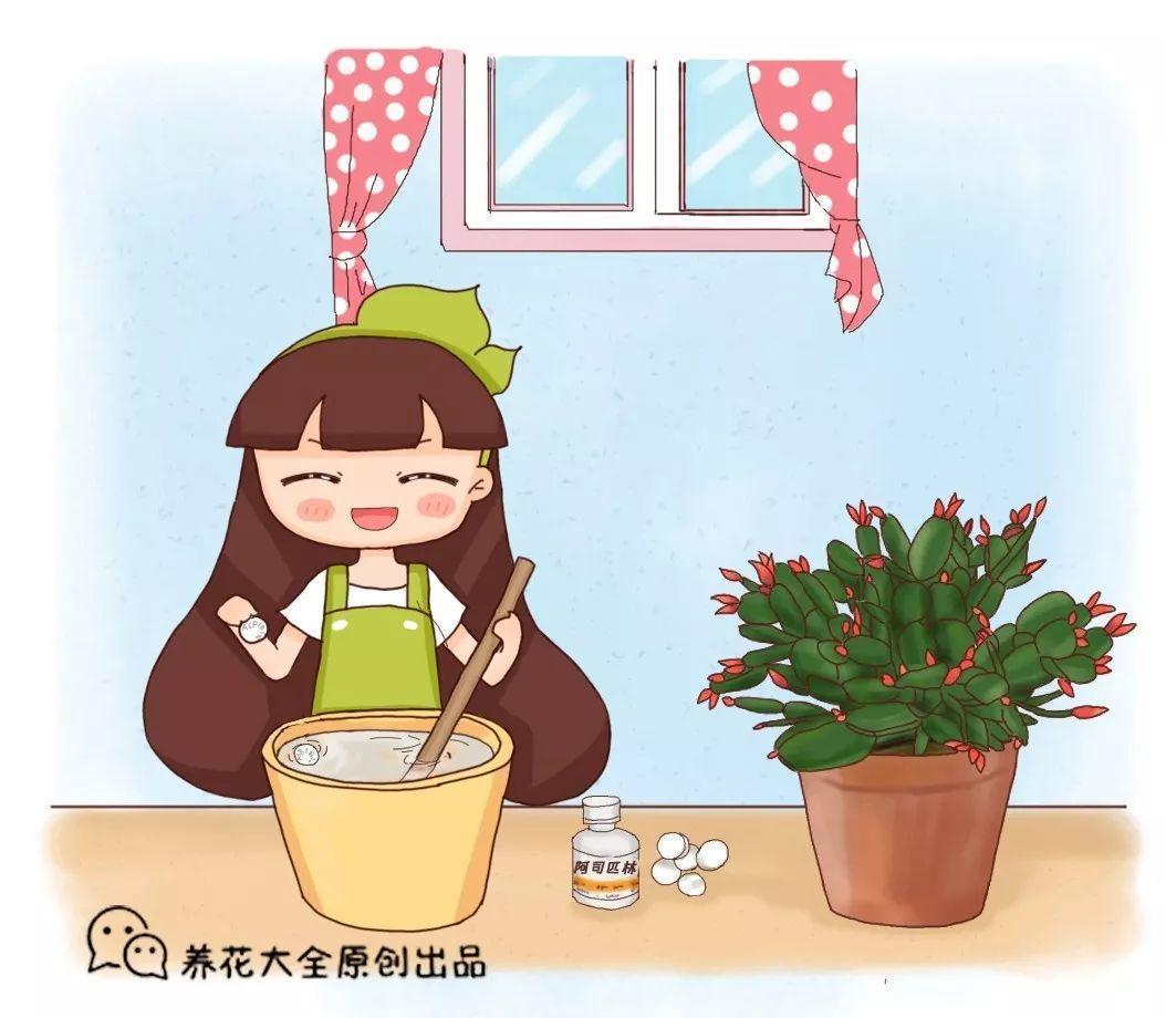 家家都有的“小药片”, 碾碎兑水来浇花, 嗖嗖长个不黄叶!