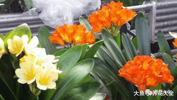 这8种“兰”, 便宜好养活, 花开满枝比兰花都美!