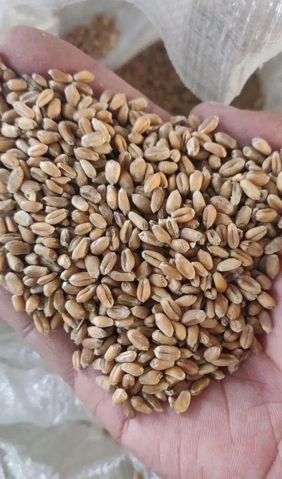 抓1把小麦丢盆里, 10天长成小森林, 榨汁炒菜样样行!
