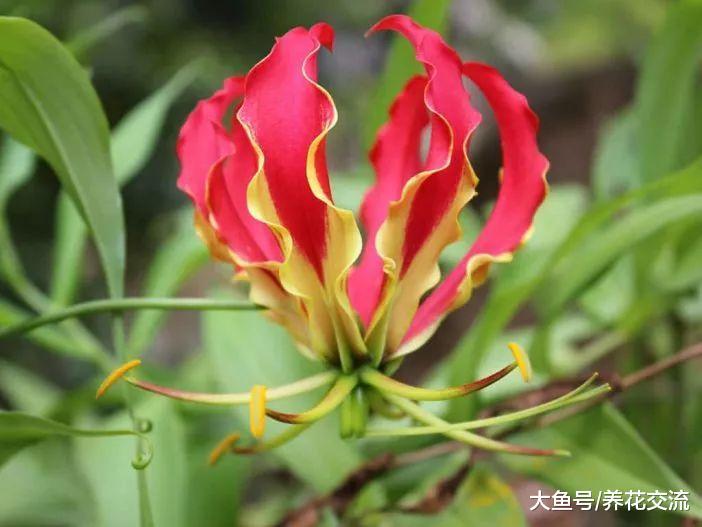 十种很不寻常的花卉, 在花市里只能找到一两种