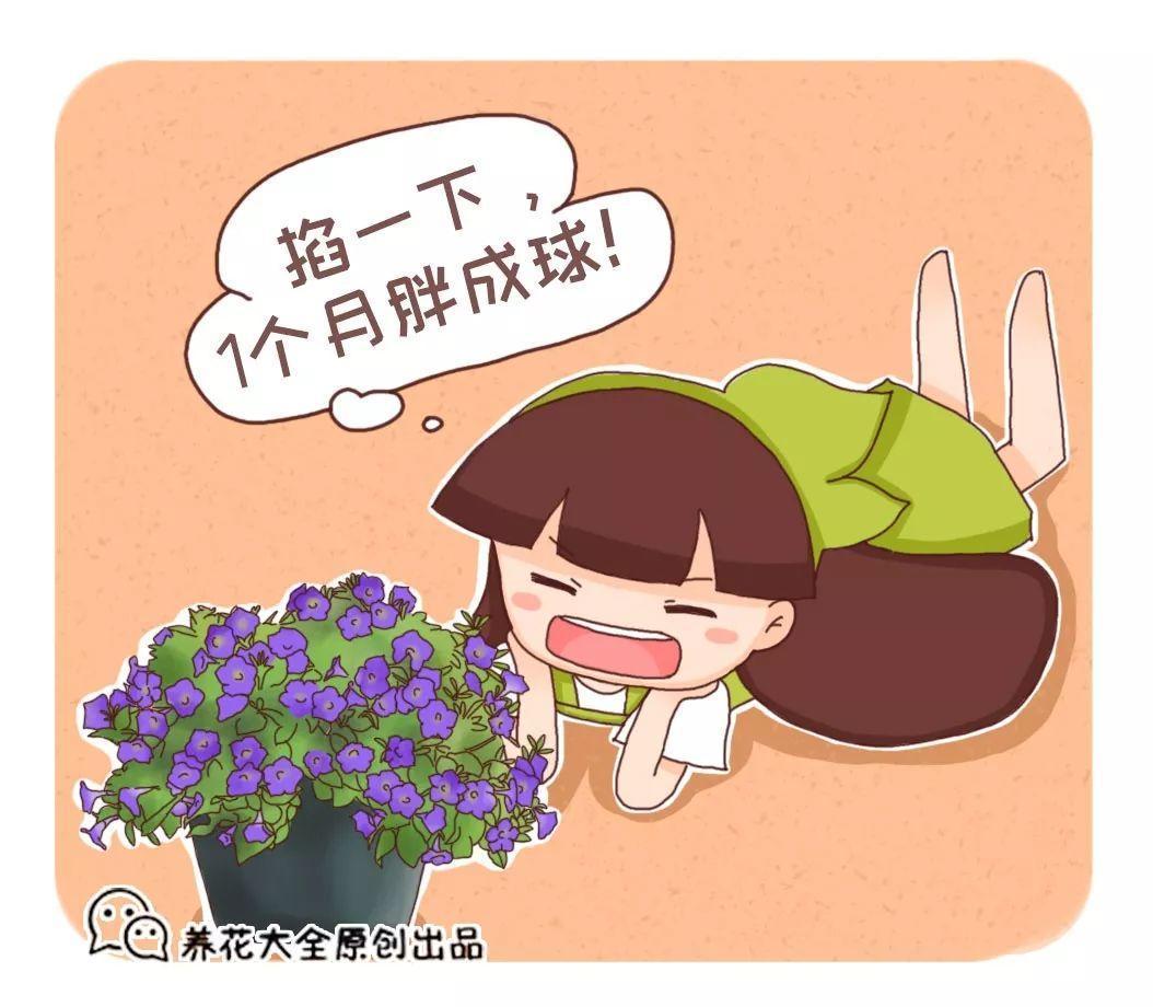 给三角梅剪几刀, 1年爆3次, 各个都是大花球!