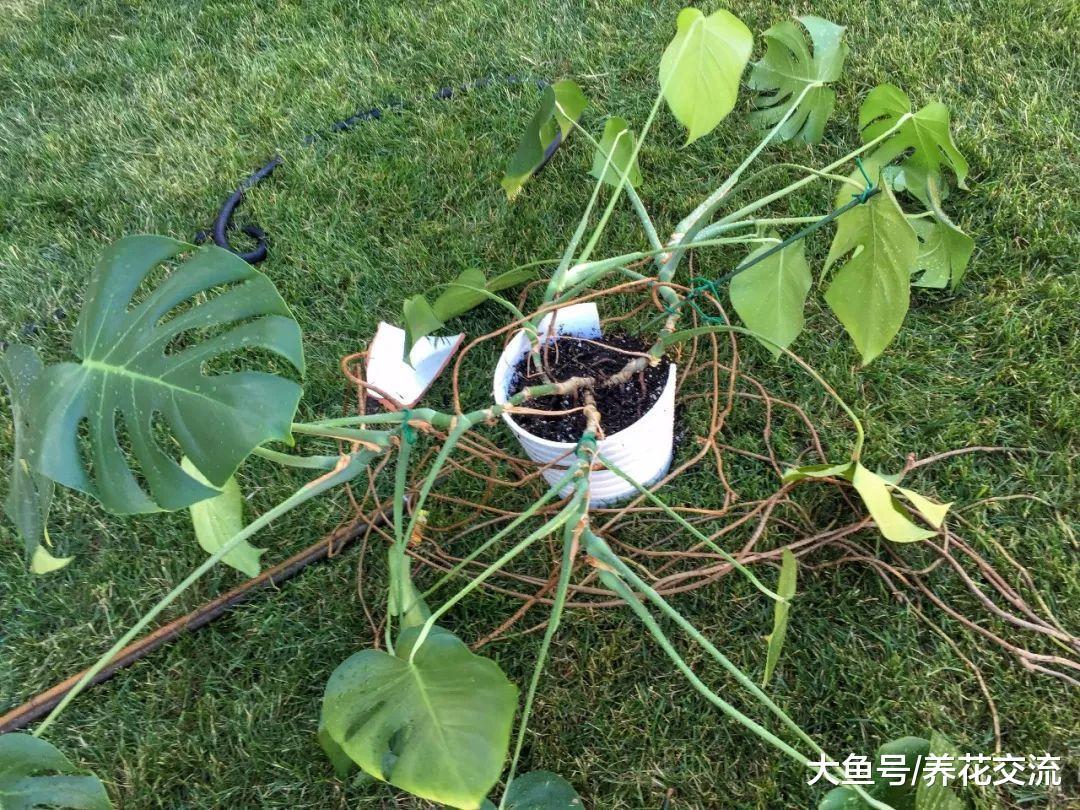 龟背竹的气生根都长到一米多长, 给它做这个东西后就得特好看