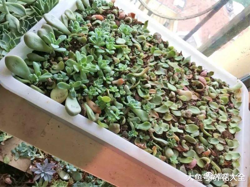 买多肉太烧钱? 跟着花友学叶插, 多肉阳台在等你!