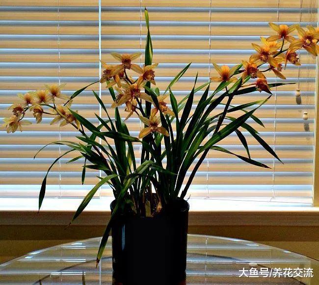 冬季室内养护的盆栽兰花是否需要施肥? 施肥有什么注意事项呢?