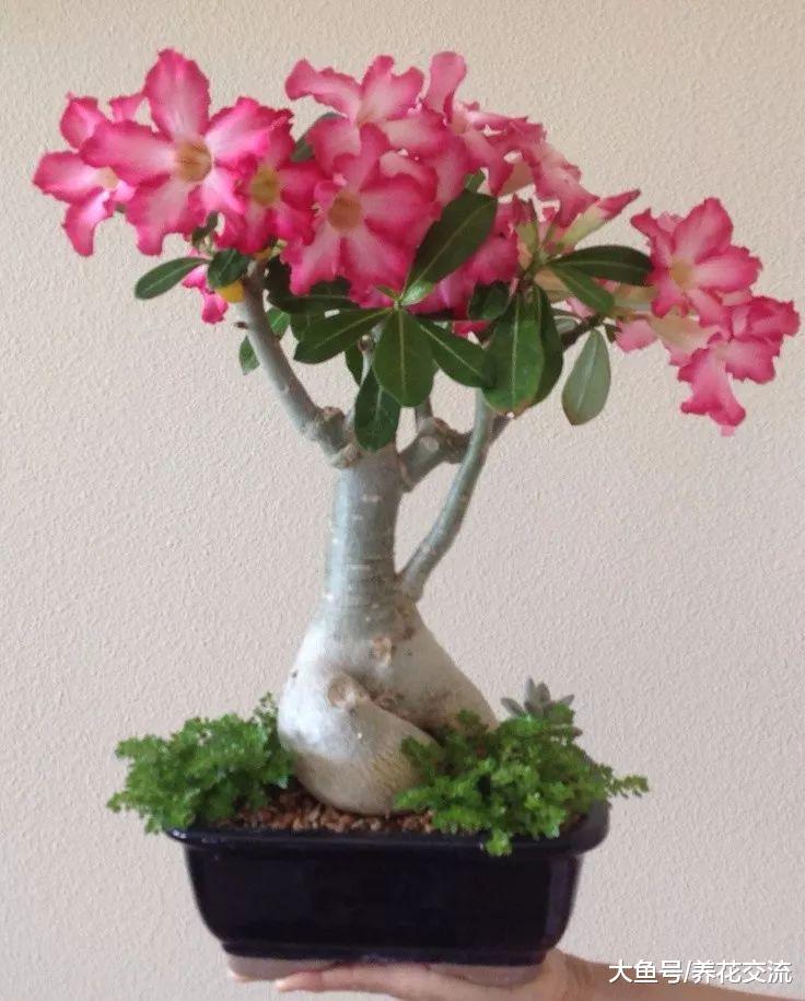 这种奇异的多肉植物特耐旱, 多点光照和少点水才能开花