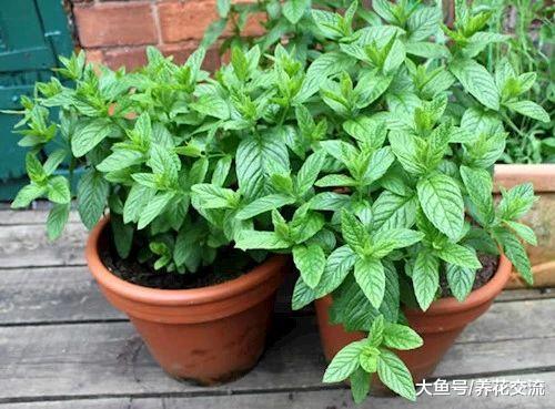 8种养在花盆里可以多年生长的草本蔬菜, 不养几盆就亏大了
