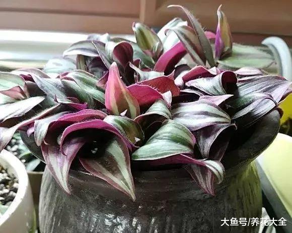 这12种花超耐阴, 光照不好也能蹭蹭疯长!