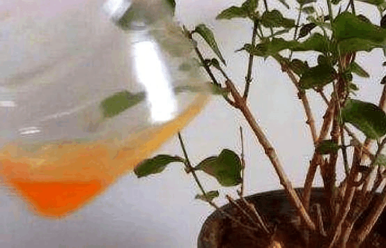 各种营养水都比不上这“油”, 花盆里掺一点, 枝条呼呼拦不住!