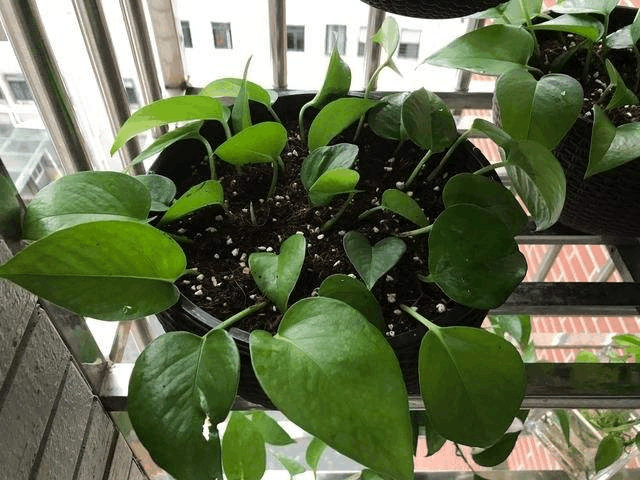 秋老虎还没来! 趁这时候赶紧“扦插”这3种花, 几天就发芽