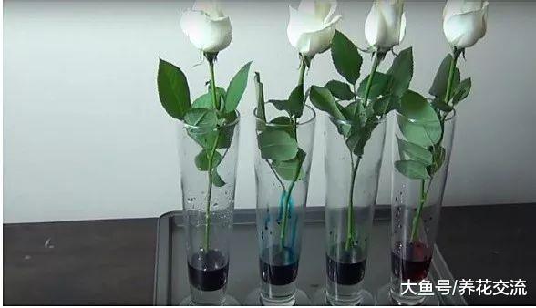 准备两种东西, 就能将白玫瑰变成七彩玫瑰花了