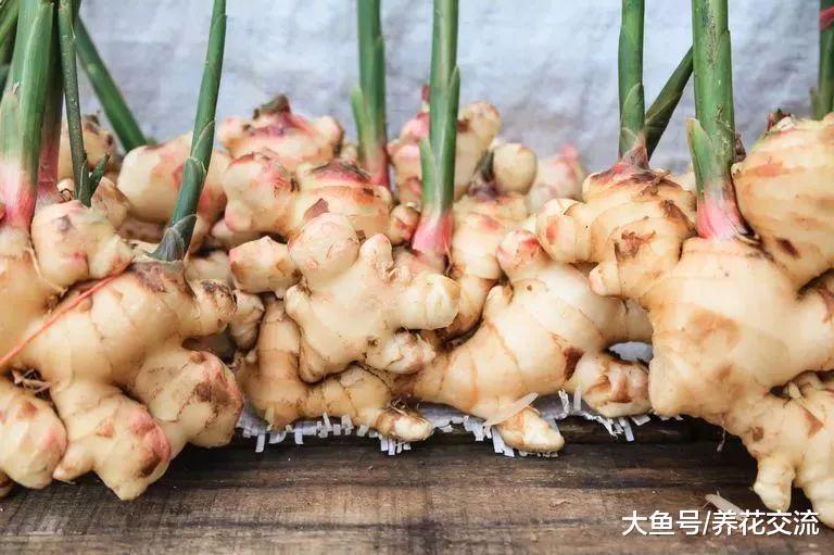 在家里养护生姜盆栽需要注意的几个技巧