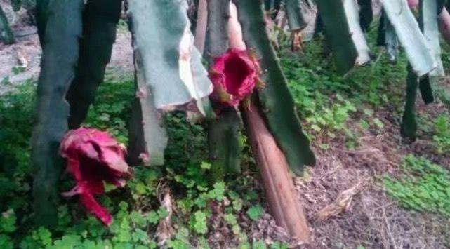 果园种的火龙果无故消失, 男子无法理解将树砍倒, 终于找到答案!