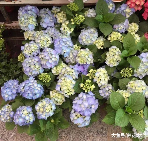 买花的时候记住这几点, 就不怕被店主坑了!