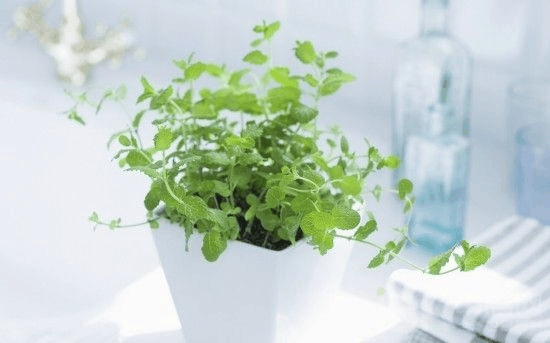 这种植株, 阴暗处也能长, 叶片长开后比花还好看!
