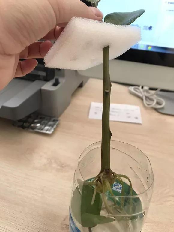 这3种花, 养不好赶紧扔水里, 越长越来劲!