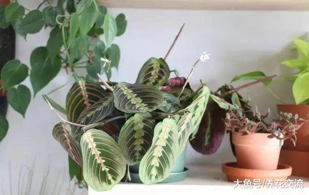 这些清新靓丽的室内小盆栽, 养在办公室里面就特别优雅迷人