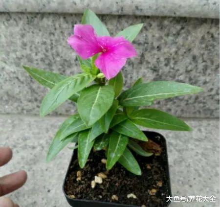 长春花掐点枝就能活, 别再舍不得了, 不然越来越瘦!