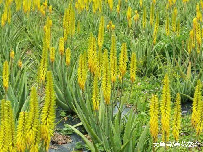盆栽芦荟旁边长很多幼崽, 为什么朋友都要将它们拔掉?