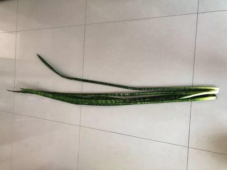 这花打半价也别买, 掐个枝就能活, 养花再也不费钱!