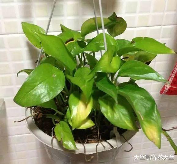 不知道该买什么花肥? 那不如试试自己做, 比买的还好用!