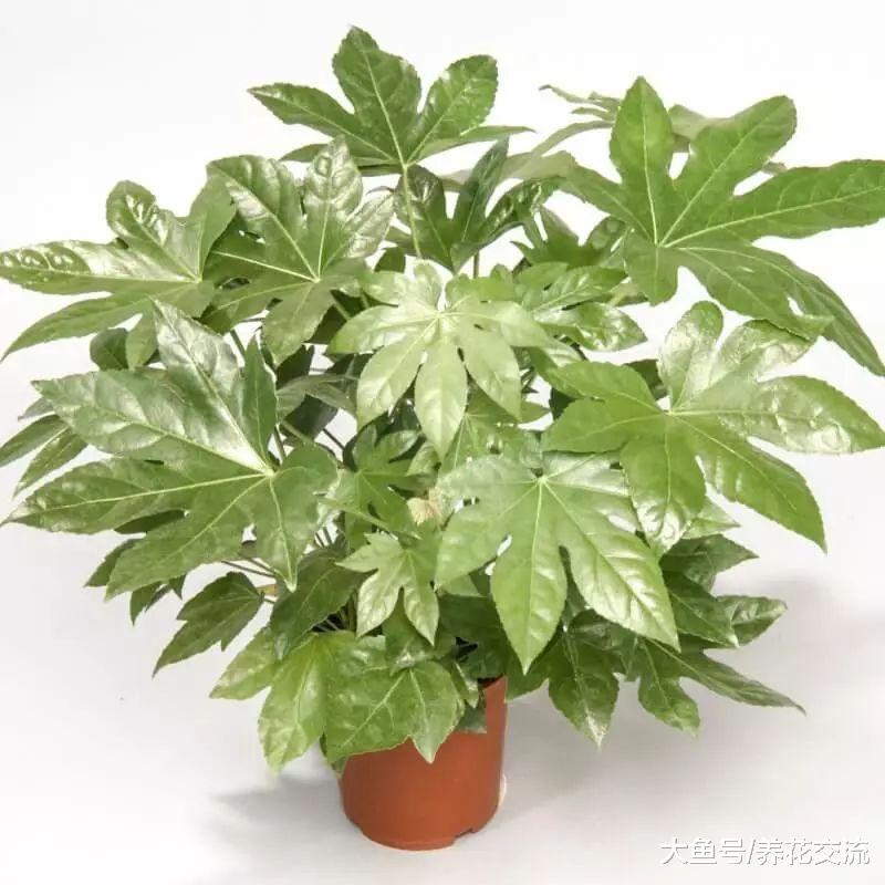 特别大气的大型盆栽八角金盘, 寓意为八方来财的植物