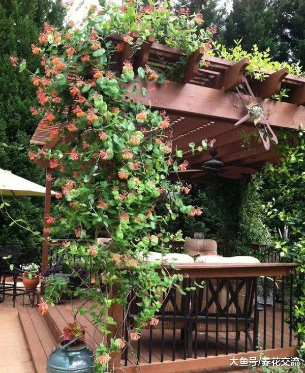 攀爬效果非常好的13种盆栽观赏花卉, 能够轻松养成一个花棚