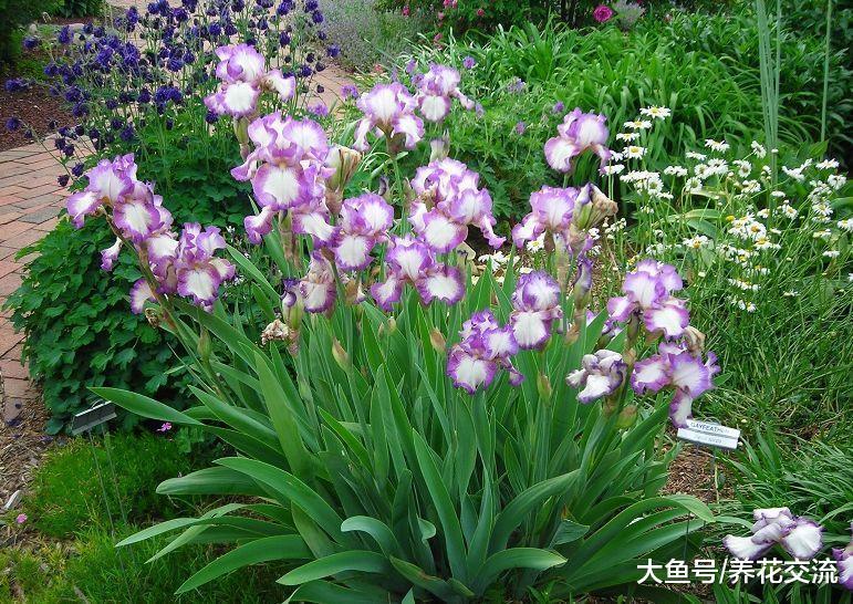 8月份适合养下面这些开花植物, 养在院子阳台上都能轻松开花