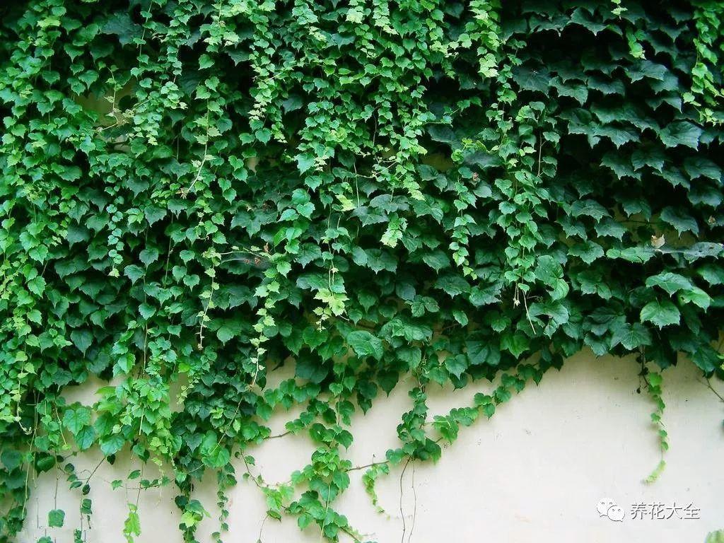 这花就是“活空调”, 除尘防噪又降温, 满墙疯长拦不住!