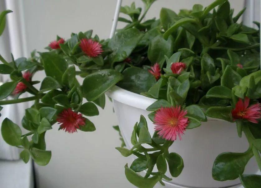 吊兰这么养, 半年长成草垛子, 谁看都想搬回家!