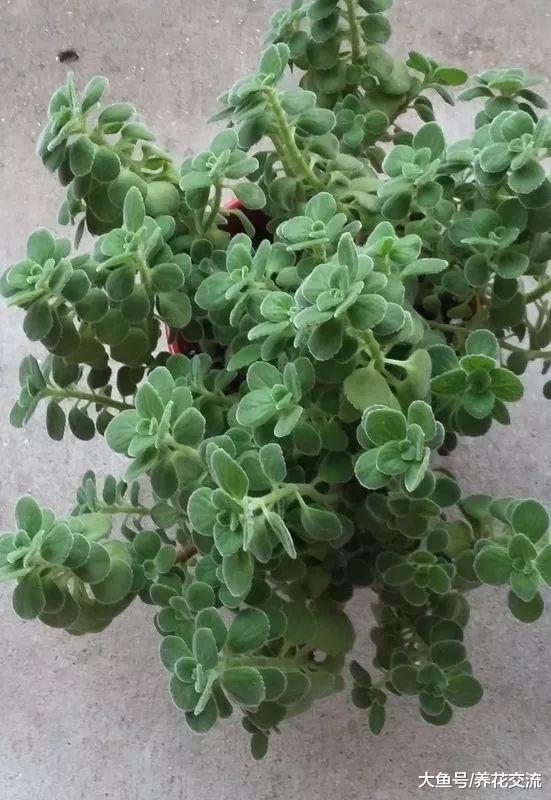 自己养的碰碰香越长越长, 枝叶稀疏, 怎么才能让它长满一大盆