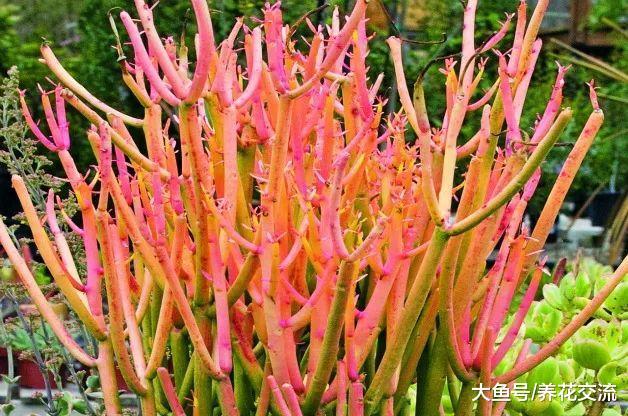颜色特别艳丽的9种多肉植物, 便宜好养的肉型盆栽