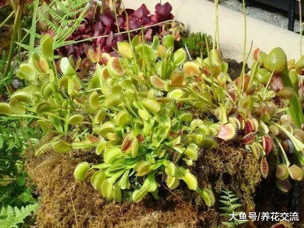 这种植物还要喂虫子长大, 养在窗台上的捕蝇草盆栽也能开花