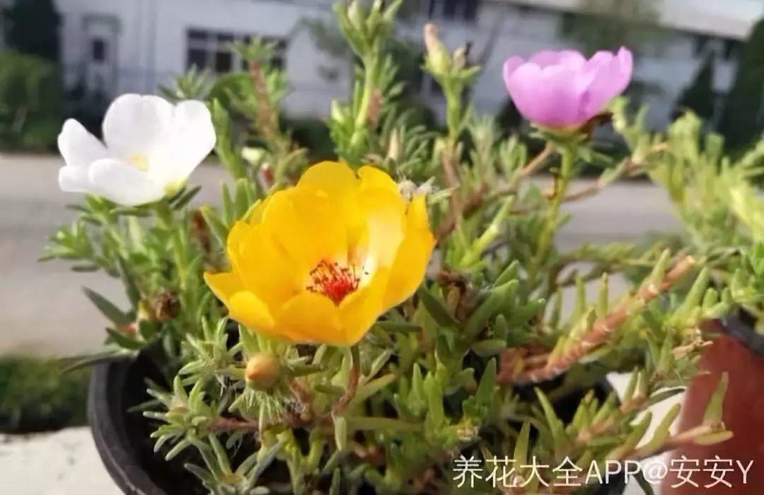这几种花, 贱养才是王道, 越勤快死得越快!