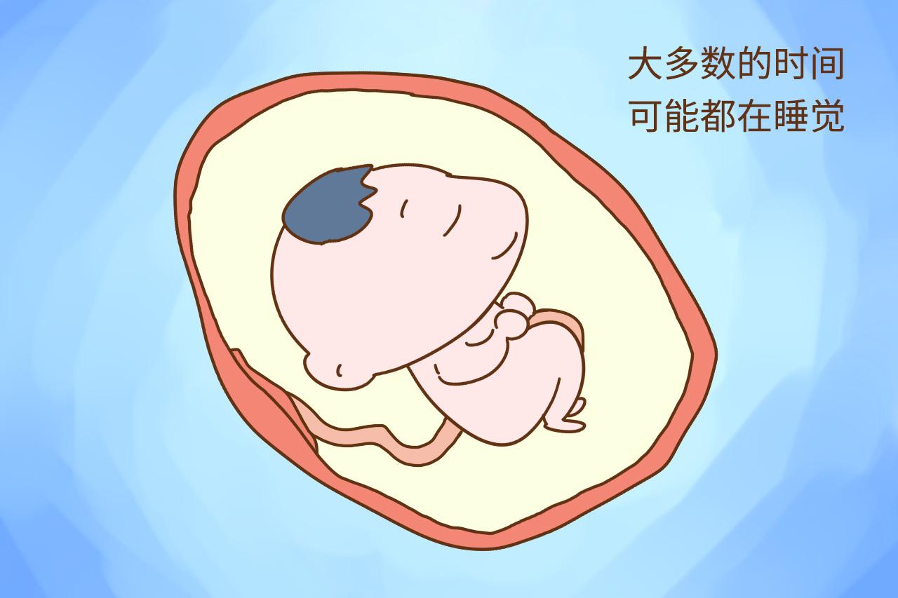 胎宝宝喜欢在哪些时间段睡觉? 知道答案后, 孕妈就可以陪着一起睡