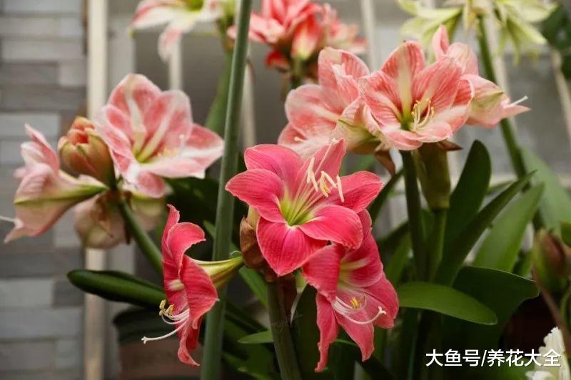 绿萝看够了? 那就养盆四季海棠, 年年都有花赏!