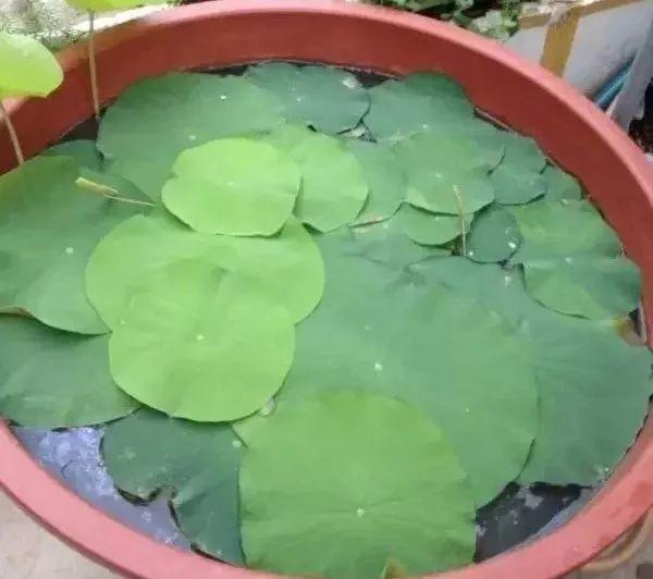 有条件就养盆荷花吧, 能赏花能吃果, 全身是宝贝!