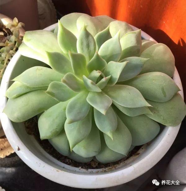 夏天的多肉穿裙子? 学会用竹签, 长得直挺不烂根!