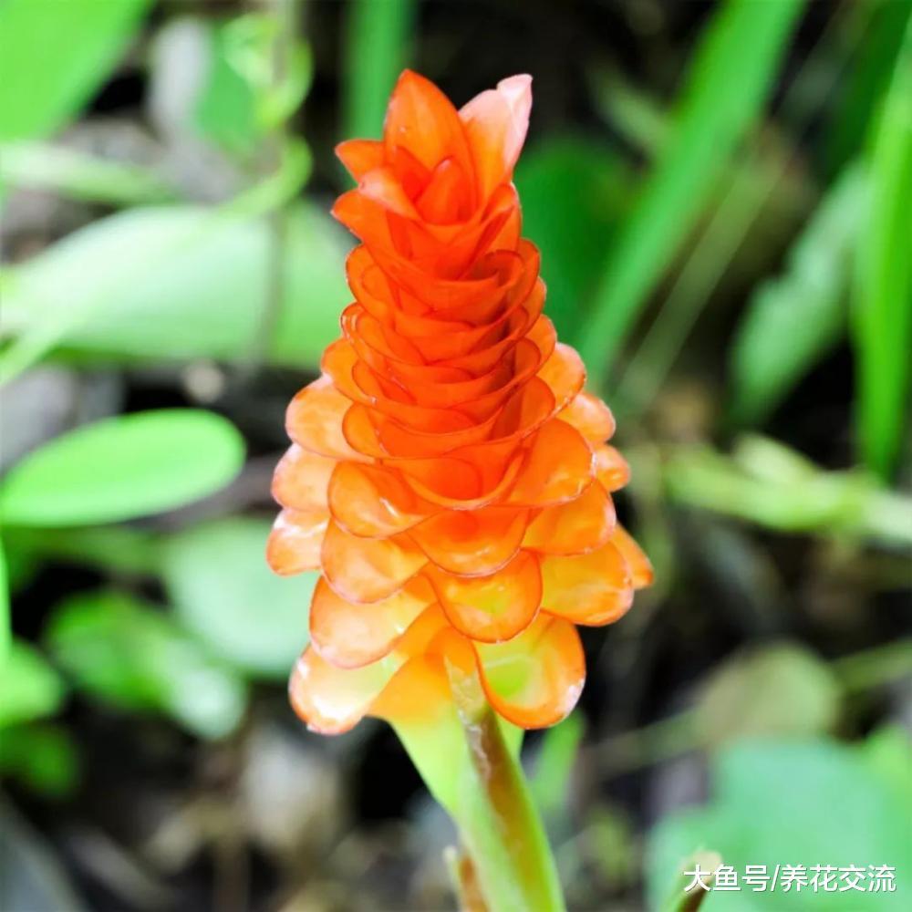 对健康有益的姜黄, 没想到还这么容易养护, 开出荷花一般的小花