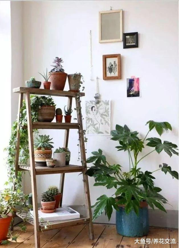 室内养护盆栽花卉的9个创意, 节省空间, 装饰清新家居