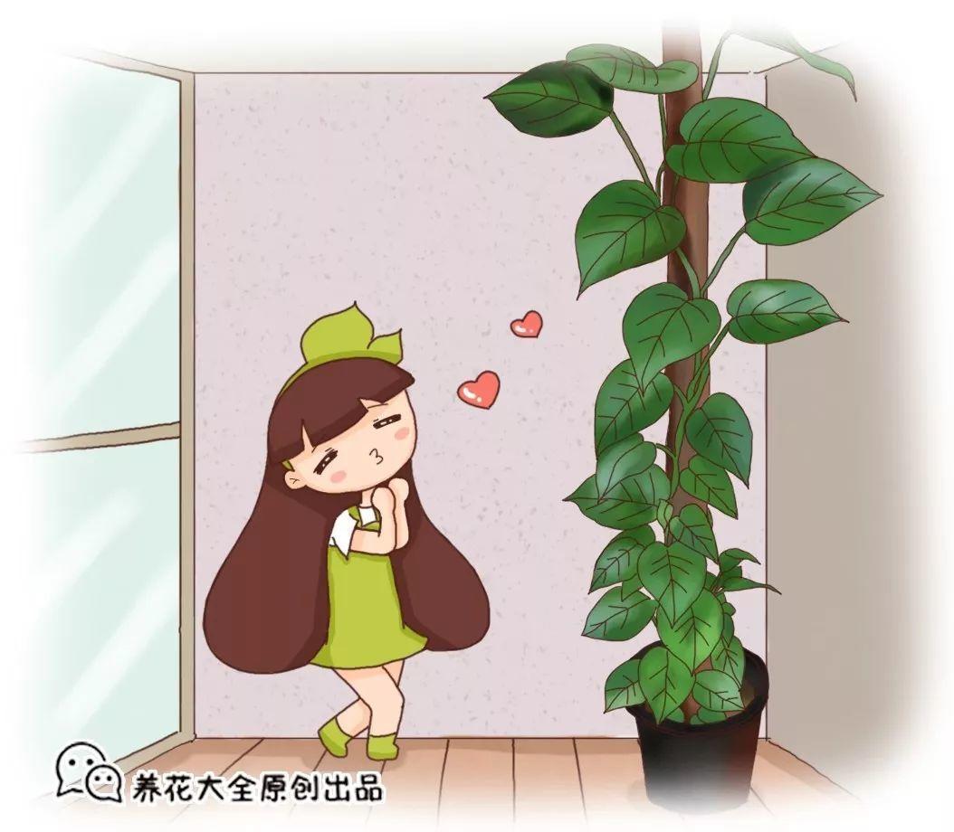 水培的绿萝不肯长? 用点“万能水”, 叶子长得比脸大!